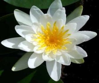 Waterlelie (Nymphaea 'Marliacea Albida')