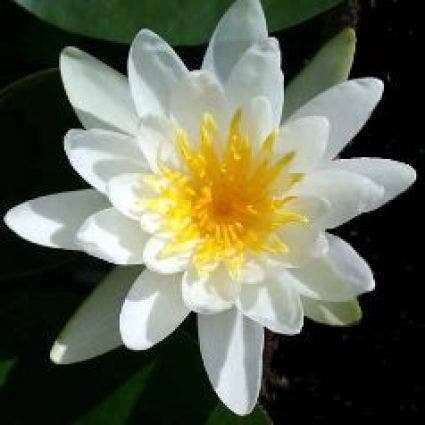 Waterlelie (Nymphaea 'Marliacea Albida')