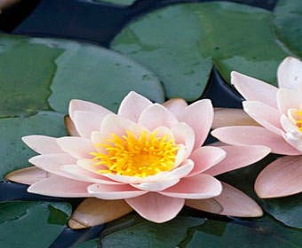 Waterlelie (Nymphaea 'Marliacea Carnea')