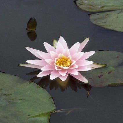 Nymphaea 'Rose Arey'