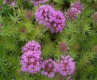 Perzische kruisjesplant (Phuopsis stylosa)