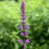 Salie (Salvia nemorosa 'Caradonna')