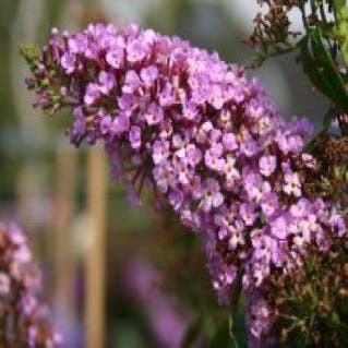 Vlinderstruik (Buddleja davidii 'Charming')