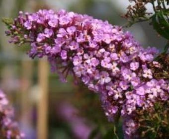 Vlinderstruik (Buddleja davidii 'Charming')