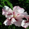 Altheastruik (Hibiscus syriacus 'Leopoldii')