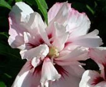 Altheastruik (Hibiscus syriacus 'Leopoldii')