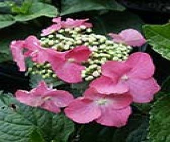 Hortensia (Hydrangea macrophylla 'Teller Red')