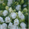 Monnikskap (Aconitum napellus 'Album')