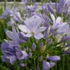 Afrikaanse lelie (Agapanthus 'Peter Pan')