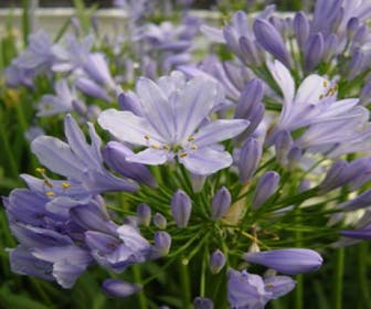Afrikaanse lelie (Agapanthus 'Peter Pan')