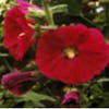 Stokroos (Alcea rosea 'Charters Double Rot')
