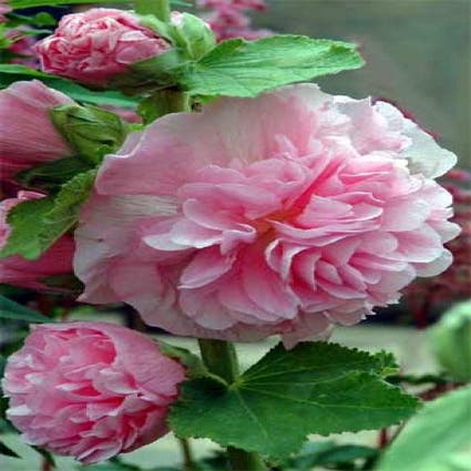 Stokroos (Alcea rosea 'Charters Double Rosa')