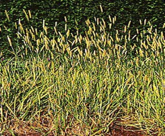 Vossestaart (Alopecurus pratensis 'Aureovariegatus')