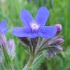 Ossetong (Anchusa azurea)