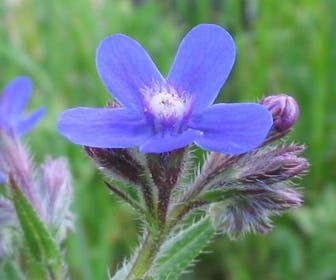 Ossetong (Anchusa azurea)