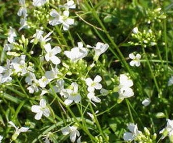 Randjesbloem/Rijstebrei (Arabis procurrens 'Glacier')