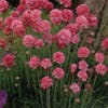Engels gras (Armeria maritima 'Rosea')