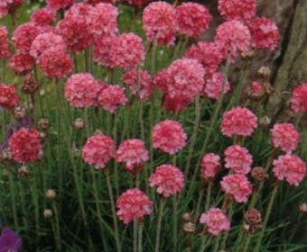 Engels gras (Armeria maritima 'Rosea')