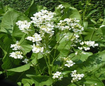 Mierikswortel (Armoracia rusticana)