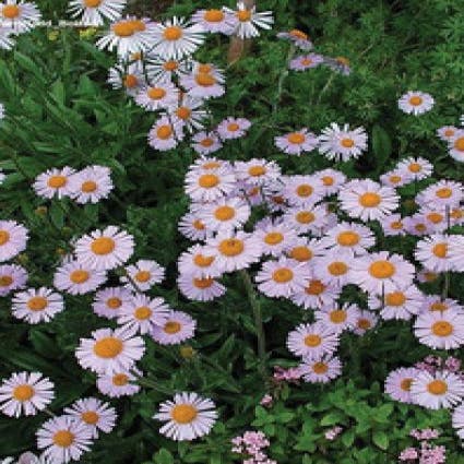 Aster (Aster tongolensis 'Wartburgstern')