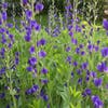 Valse Indigo (Baptisia australis)