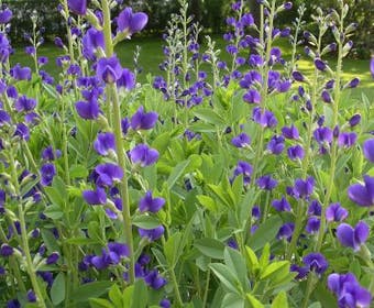 Valse Indigo (Baptisia australis)