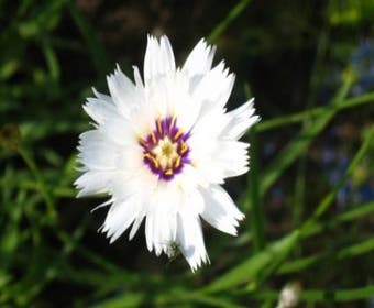 Witte strobloem (Catananche caerulea 'Alba')
