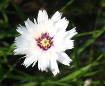 Witte strobloem (Catananche caerulea 'Alba')