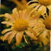 Herfstchrysant (Chrysanthemum 'Mary Stoker')