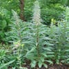 Vingerhoedskruid (Digitalis lanata)