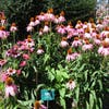 Zonnehoed (Echinacea purpurea)