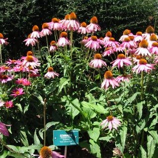 Echinacea 'Evening Glow' - Zonnehoed | De Tuinen van Echinacea 'Evening Glow' - Zonnehoed | De Tuinen van