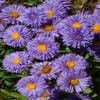 Fijnstraal (Erigeron 'Azure Beauty')
