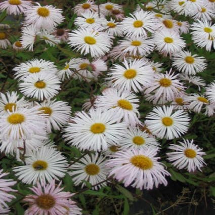 Fijnstraal (Erigeron 'Sommerneuschnee')