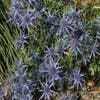 Blauwe distel (Eryngium bourgatii)