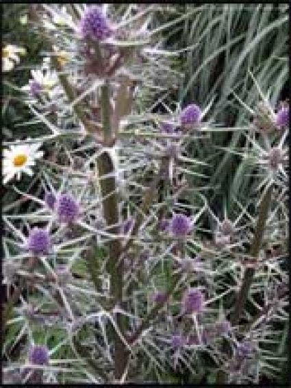 Eryngium variifolium