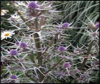 Kruisdistel, Blauwe distel (Eryngium variifolium) Bio