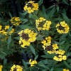 Muurbloem (Erysimum 'Yellow Bird')