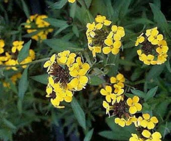 Muurbloem (Erysimum 'Yellow Bird')
