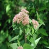 Leverkruid (Eupatorium cannabinum)