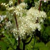 Moerasspirea (Filipendula ulmaria)