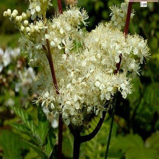 Moerasspirea (Filipendula ulmaria)