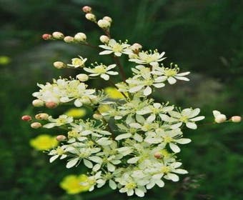 Moerasspiaea (Filipendula vulgaris)