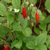 Bosaardbei (Fragaria vesca) BIO