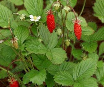 Bosaardbei (Fragaria vesca) BIO