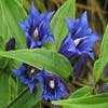 Gentiaan (Gentiana asclepiadea)
