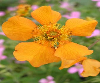 Nagelkruid (Geum 'Prinses Juliana')