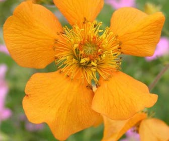 Nagelkruid (Geum 'Prinses Juliana')