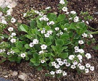 Gipskruid (Gypsophila cerastioides)