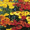 Zonnekruid (Helenium 'Rotgold')